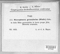 Microsphaera grossulariae image